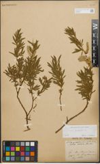 Foto von Salix purpurea L.